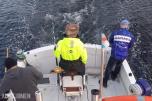 1985 Aquabell 33 - Rigget for tunfiske / Makrellstørje