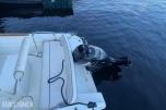 2009 Capelli 500 open med Evinrude E-TEC 75 hk