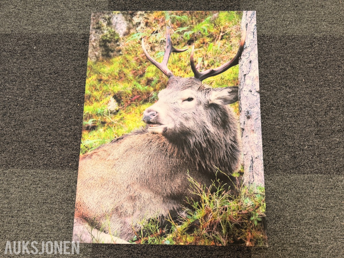 Trolig Atle Helland – «Kronhjort» – fotografi på lerret