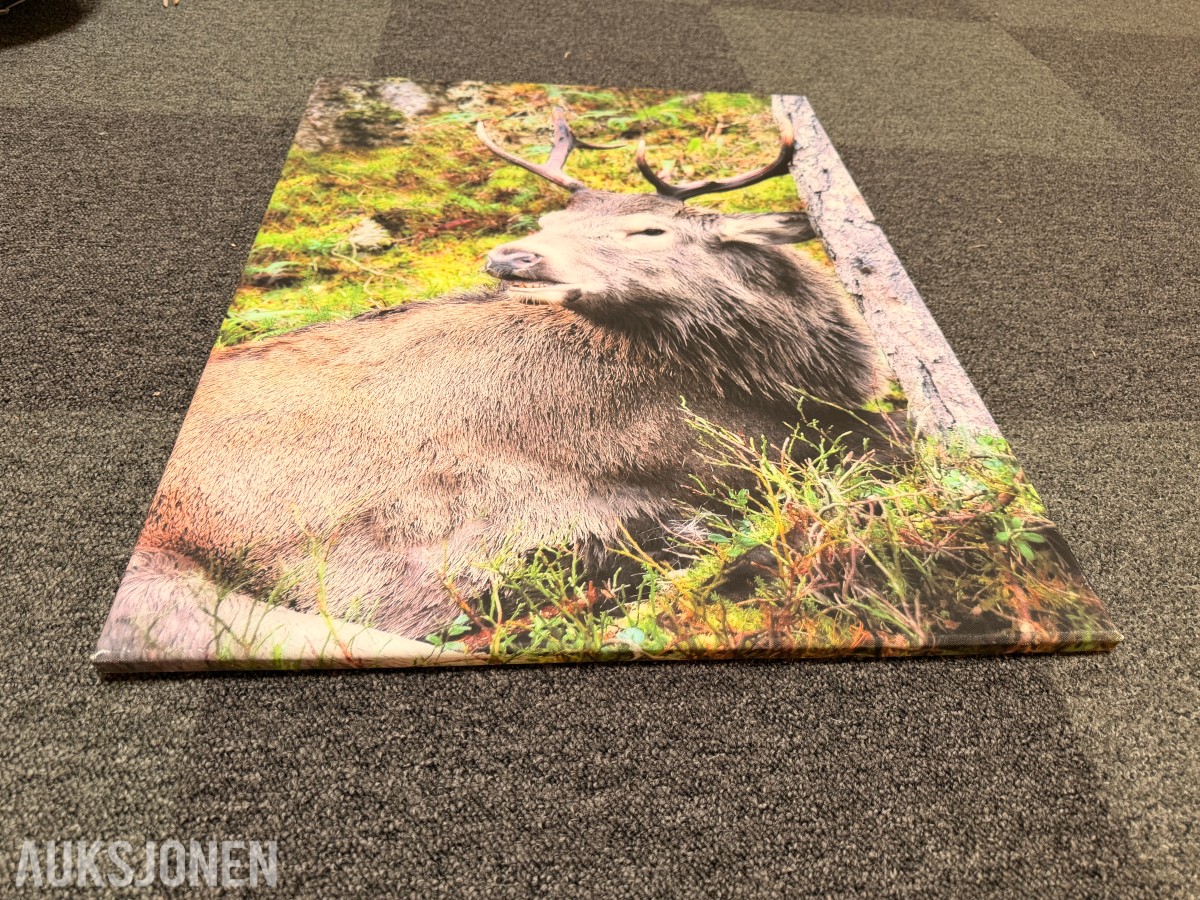 Trolig Atle Helland – «Kronhjort» – fotografi på lerret