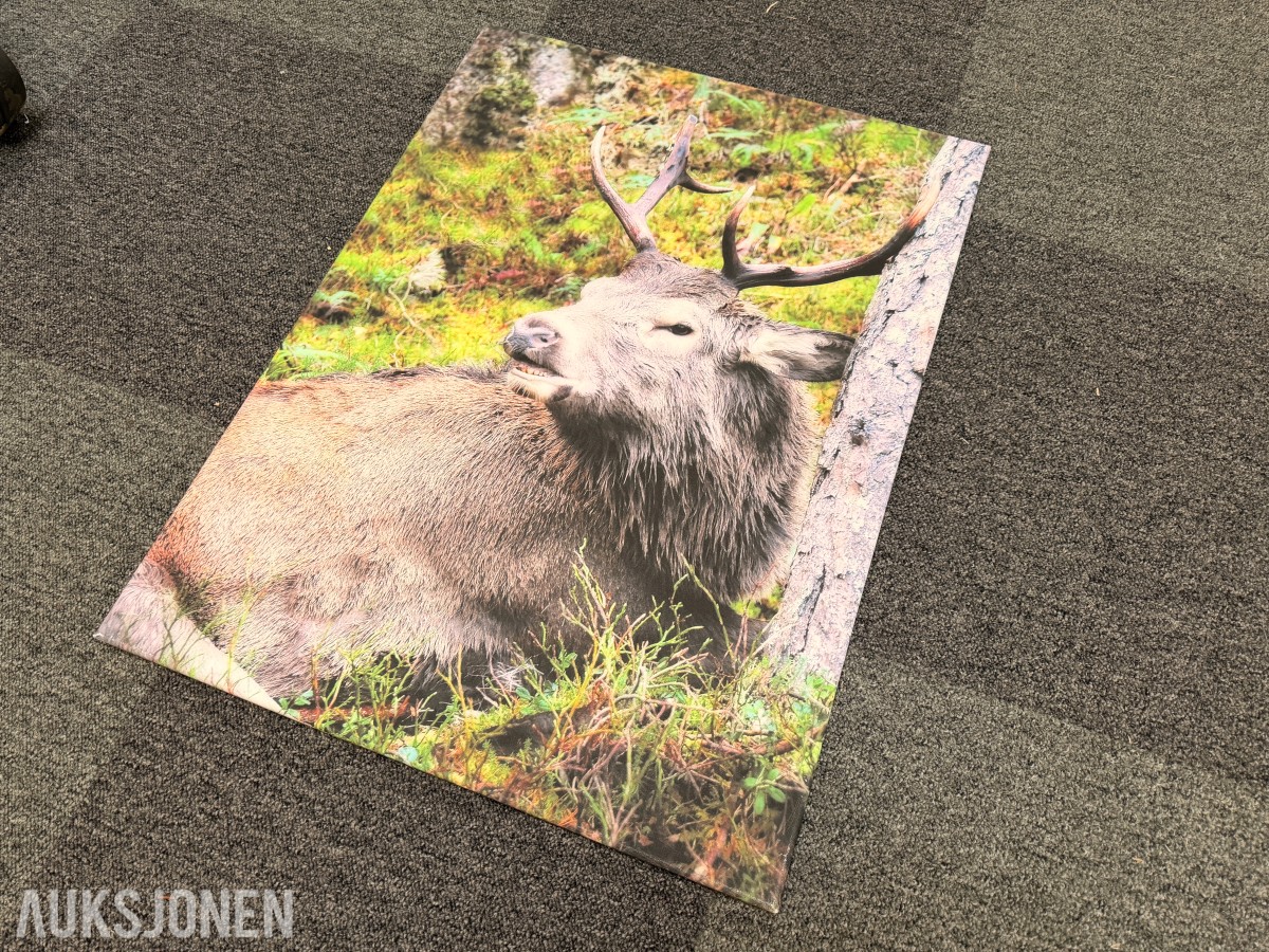 Trolig Atle Helland – «Kronhjort» – fotografi på lerret