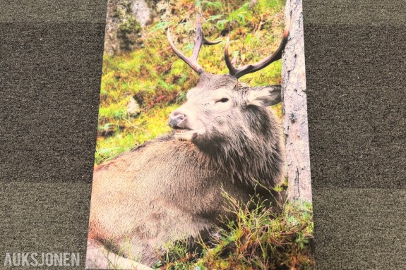 Trolig Atle Helland – «Kronhjort» – fotografi på lerret
