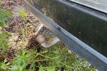 2011 Subaru OUTBACK 2.0-150 D AWD / Hengerfeste / Kun to eiere / Rep.objekt