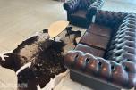 Chesterfield sittegruppe med bord og kuhudteppe