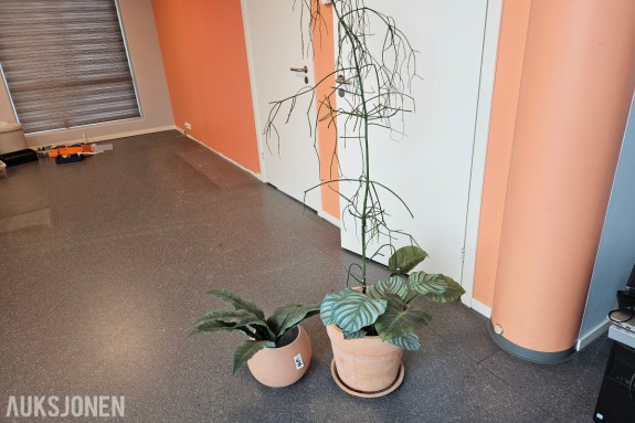 To plantepotter i terrakottafarge - Med grønne bladplanter - Rund potte ca 25 cm - Potte med skål ca 37 cm ⁠