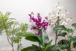 Pakke med 20 kunstige planter – helt nye (2 av 4)