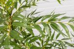 Pakke med 20 kunstige planter – helt nye (2 av 4)