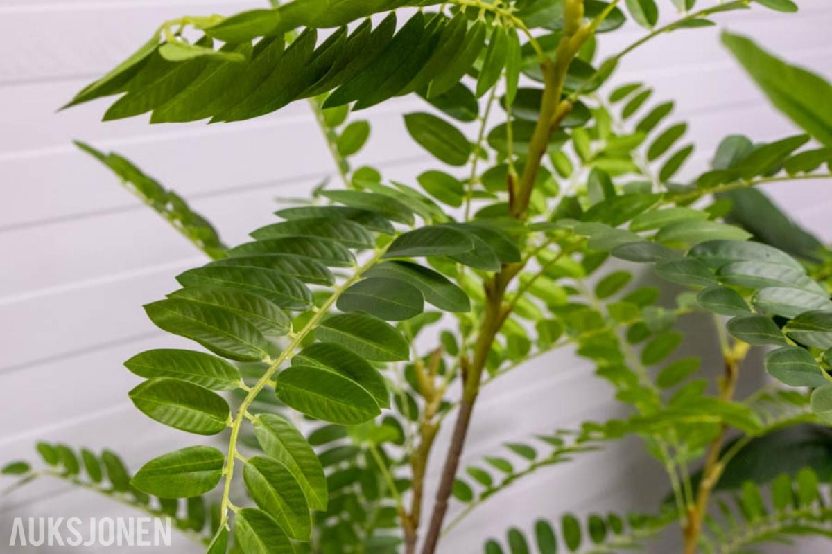 Pakke med 20 kunstige planter – helt nye (3 av 4)