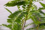 Pakke med 20 kunstige planter – helt nye (3 av 4)