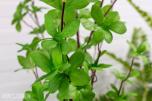 Pakke med 20 kunstige planter – helt nye (3 av 4)