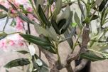 Pakke med 20 kunstige planter – helt nye (3 av 4)