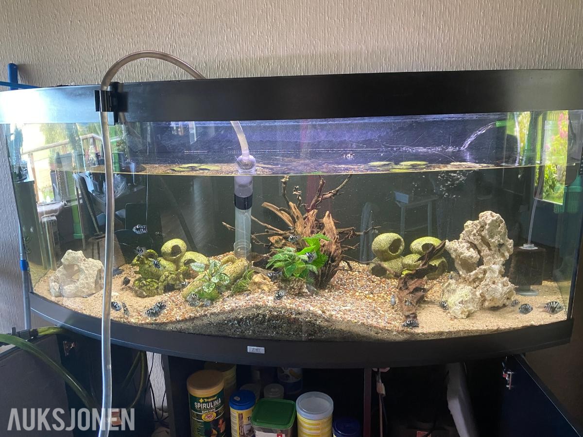 2020 Juwel Vision 450L Akvarium *ingen minstepris*