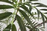 Kunstig Plante - Bambuspalme 210 cm *Ingen minstepris*
