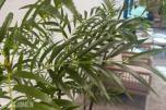 Kunstig Plante - Bambuspalme 210 cm *Ingen minstepris*