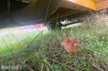 2010 RENAULT MASTER 35 2.5 DCI 120HK PICKUP HENGERFESTE