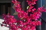 Kunstig plante 4 stk. - Bougainvillea med blomster – 180 cm