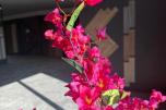 Kunstig plante 4 stk. - Bougainvillea med blomster – 180 cm