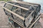 4 Stk Hummerteiner