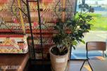 Plante