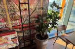 Plante