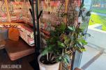 Plante