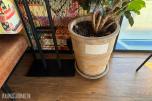Plante