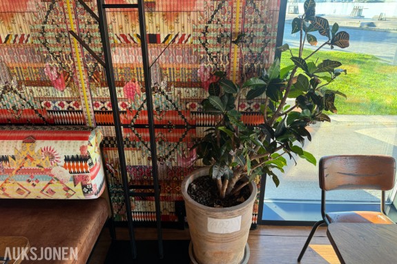 Plante