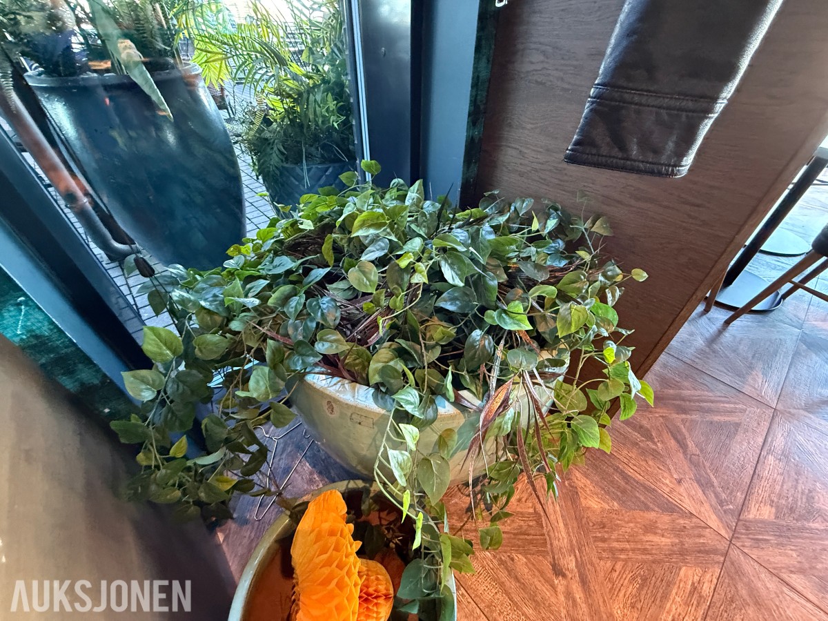 2 stk. dekorative blomsterpotter i turkis/grønn utførelse med plante