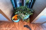 2 stk. dekorative blomsterpotter i turkis/grønn utførelse med plante