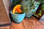 2 stk. dekorative blomsterpotter i turkis/grønn utførelse med plante