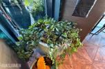 2 stk. dekorative blomsterpotter i turkis/grønn utførelse med plante