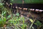 Krone TRS 86-250 rotorharv, ca. 2,5 m arbeidsbredde, PTO-aksel