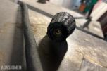 2 stk. varmtvannsvaskere / steamere,  3x400V 32A, lanse med turbodyse