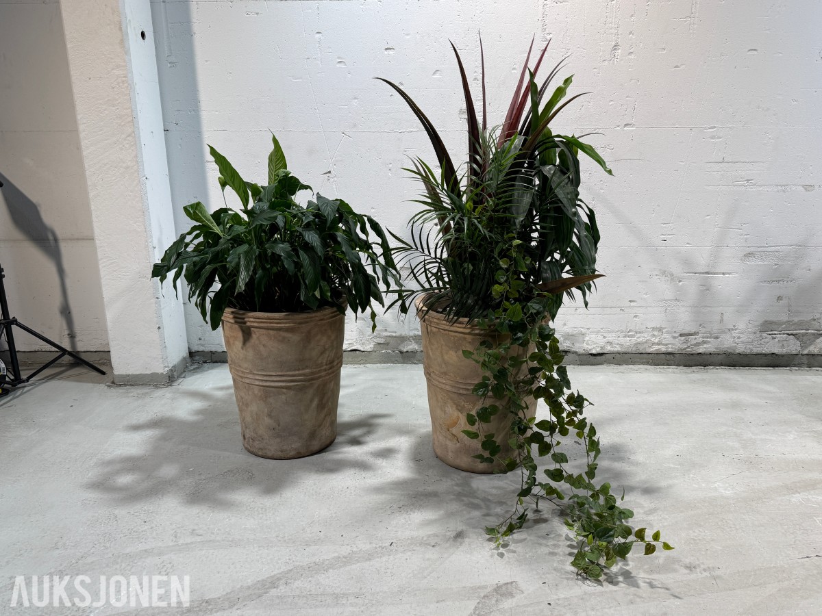 2 store levende plantearrangementer i høye dekorative krukker