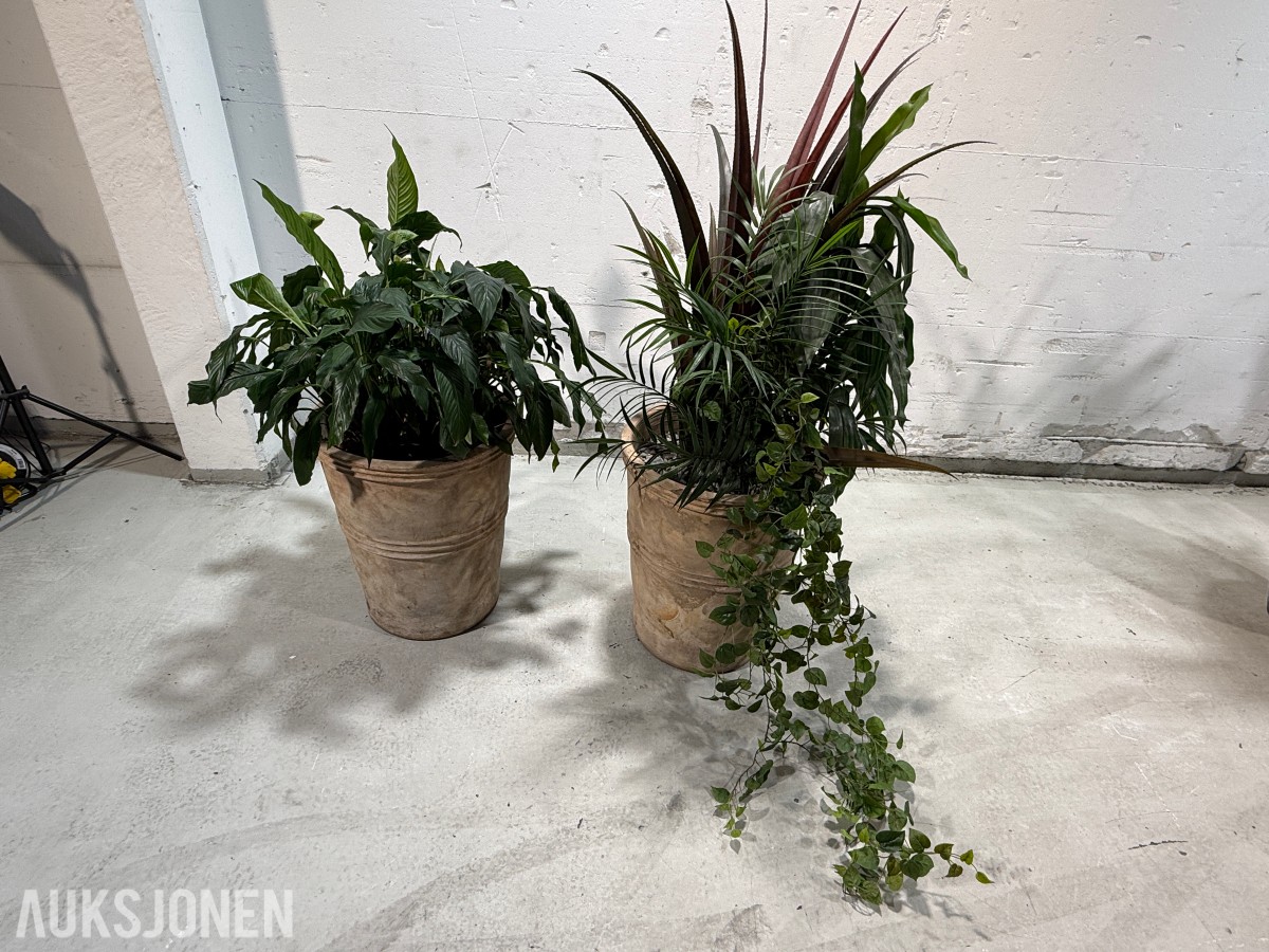 2 store levende plantearrangementer i høye dekorative krukker