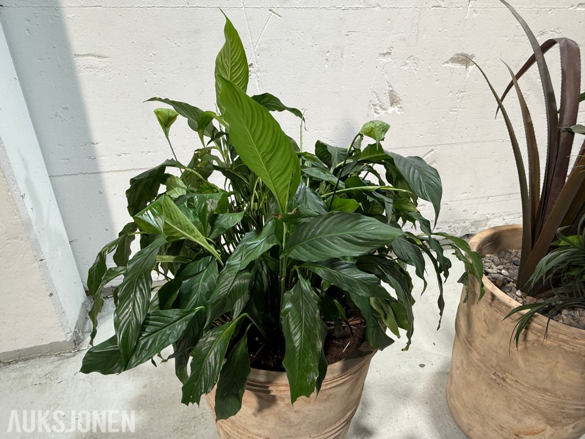 2 store levende plantearrangementer i høye dekorative krukker