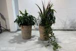 2 store levende plantearrangementer i høye dekorative krukker