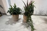 2 store levende plantearrangementer i høye dekorative krukker