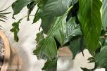 2 store levende plantearrangementer i høye dekorative krukker