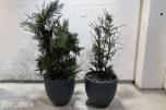 2 store kunstige palmeplanter i dekorative krukker