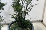 2 store kunstige palmeplanter i dekorative krukker